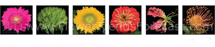 Flower Trends Forecast 2014 Confetti Flowers.  Gerbera, Green Trick Dianthus, Sunflower, Zinnia, Gloriosa Lily, Pincusion Protea