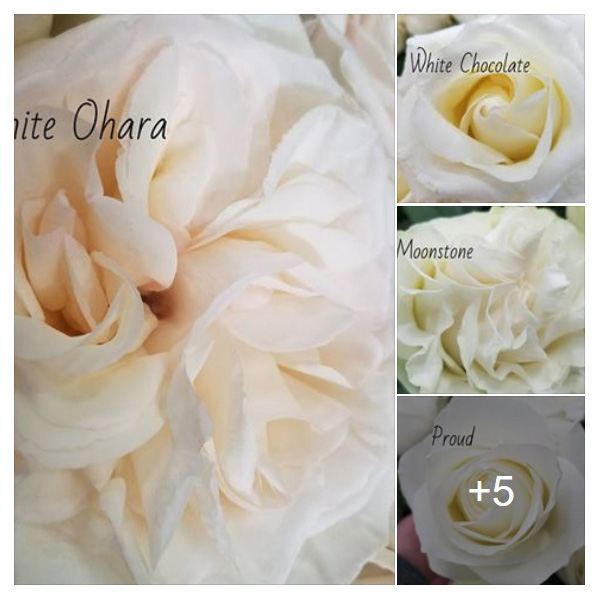 Flower Trends Forecast Flower Trends Forecast