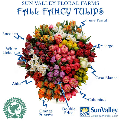 Fancy Tulip Guide