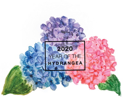 2020 Year of the Hydrangea