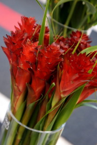 bromeliad Pitcairnia hitchcockiana ‘Red Dragon’