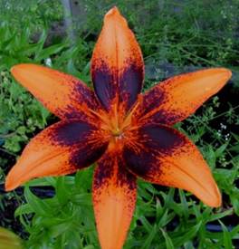 Sun Valleys Asiatic Lily Tango Orange Art