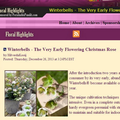 Winterbells - The Very Early Flowering Christmas Rose