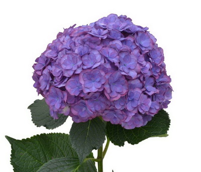 royal anastasia blue purple hba