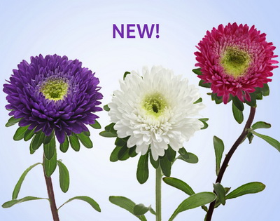 New Larger, Longer, Asters Year-Round!