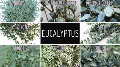 Eucalyptus