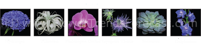 Flower Trends Forecast 2014 aqua culture Flowers.  Hydrangea, Tillandsia, Phalenopsis Orchid, Eryngium Thistle, Succulent, Delphinium