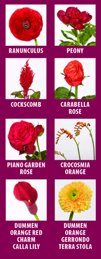 Hear Me Roar Flowers include Ranunculus, Peony, Cockscomb, Carabella Rose, Piano arden Rose, Crocosmia Orange, Dummen Orange Red Charm Calla Lily, Dummen Orange Gerrondo Terra Stola