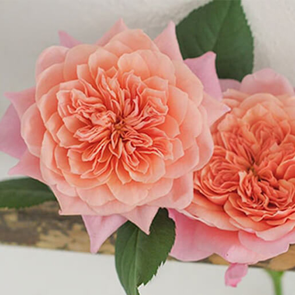 flower trends forecast flower