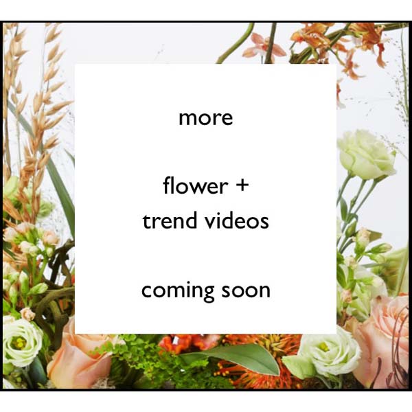 More Videos