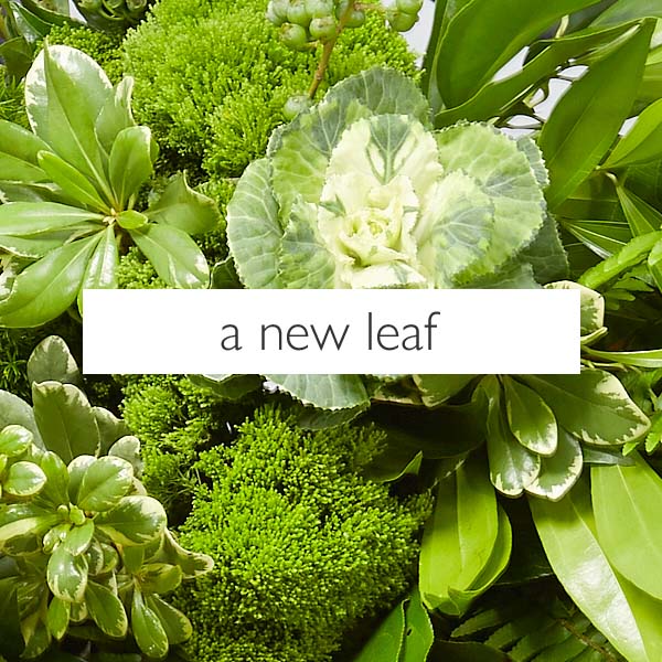 a new leaf