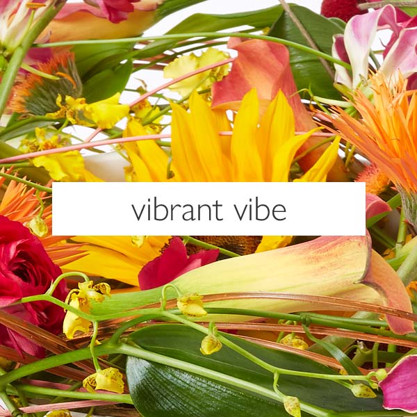 vibrant vibe