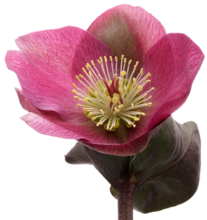 MARGINPAR Helleborus Anna Red