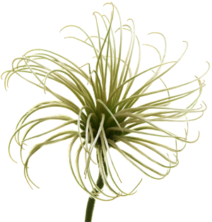 MARGINPAR Clematis Amazing Kibo