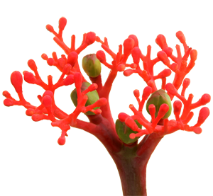 MARGINPAR Jatropha Firecracker