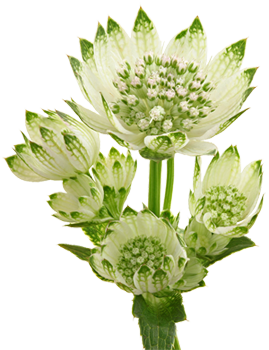 MARGINPAR Astrantia Billion Star