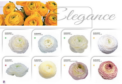 Get Your Ranunculus On