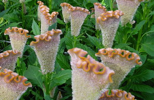 Celex Celosia