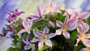 Clematis Star River wins Glazen Tulip 2014