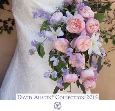 David Austin Collection