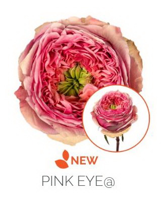 Rose: Pink Eye