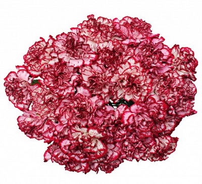 Fredy Carnation