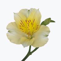 Gigi Cream Alstroemeria