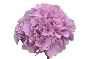 Lavender Hydrangea