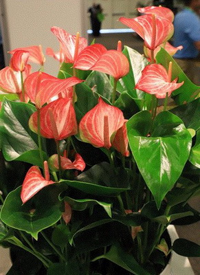 Anthurium Livian