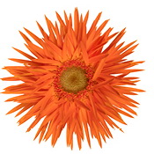 Netzer Gerbera