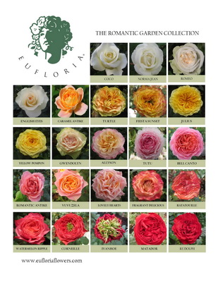 Rose Variety Chart