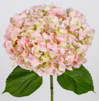 Lemonade Hydrangea