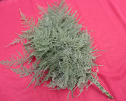 Plumosa White