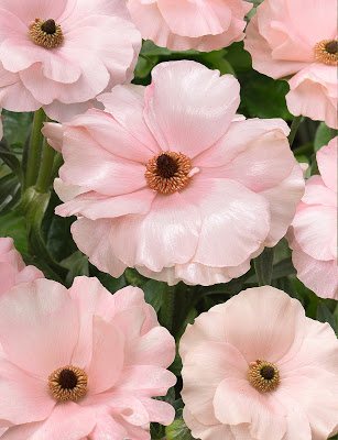 Ranunculus Butterfly Ariadne