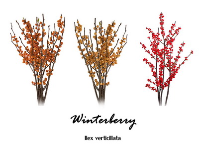 Winterberry