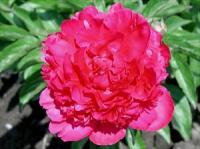 Walters Gardens-Paeonia Felix-Crousse