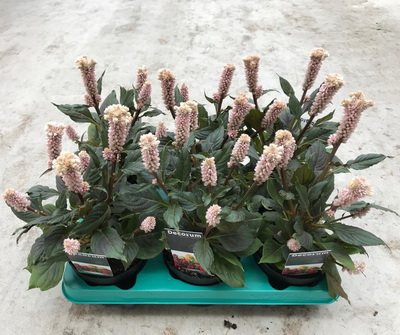 celosia plumosa vintage