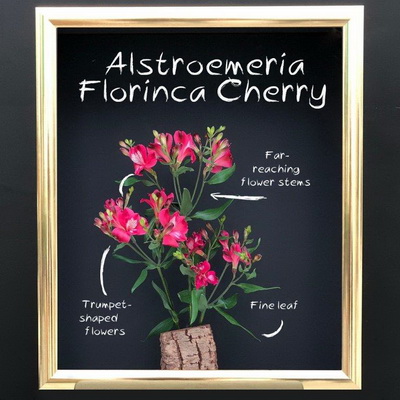 florinca cherry together2grow