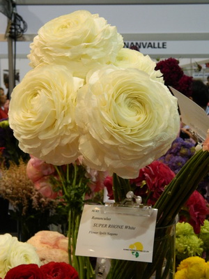 Ranunculus