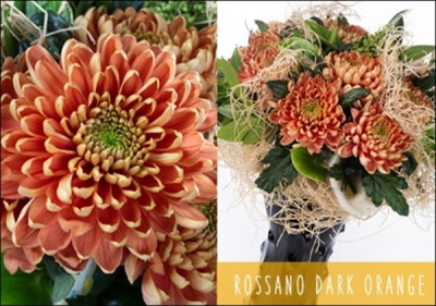 rossanno dark orange