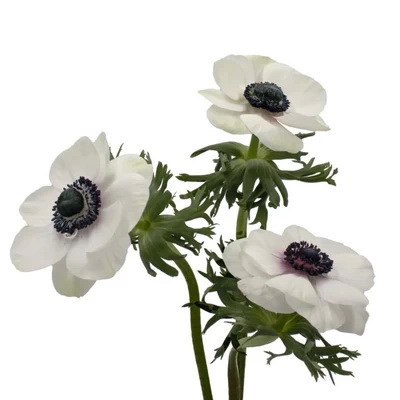 Anemones