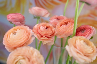 Italian Ranunculus from Ecuador