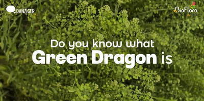 GreenDragonDanziger