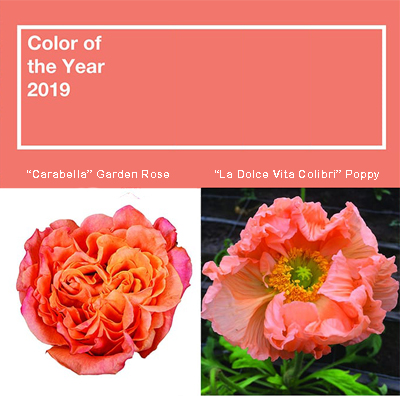 Peachy Keen Selections for ‘Living Coral’